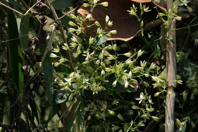 Brachystemma calycinum, photographed by Dinesh Valke