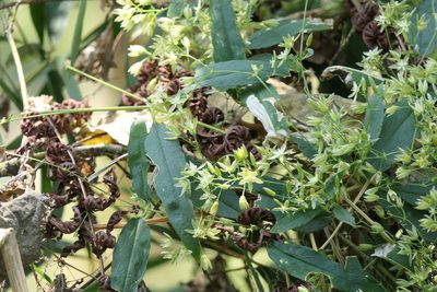 Brachystemma calycinum, photographed by Dinesh Valke