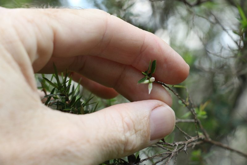 Styphelia trichostyla, photographed by Greg Tasney