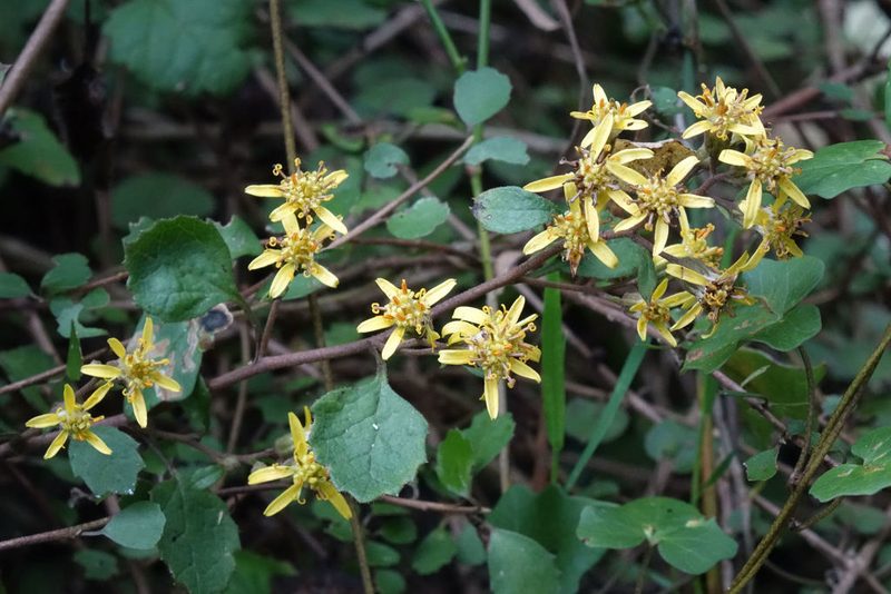 Brachyglottis sciadophila, photographed by John Barkla