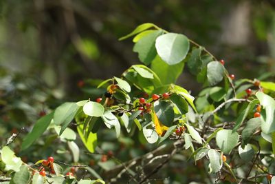 Bridelia leichhardtii, photographed by Greg Tasney