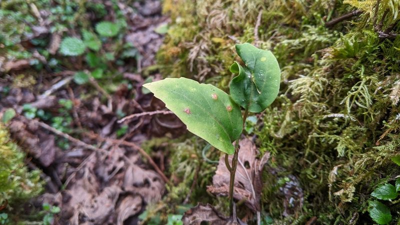 Pachysandra axillaris, photographed by Cheng-Te Hsu
