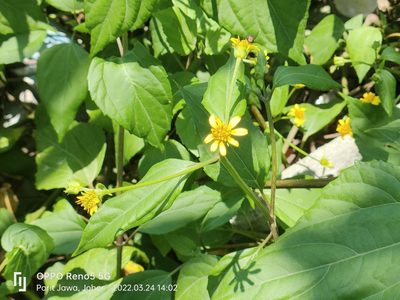 Wollastonia biflora, photographed by Ong Jyh Seng