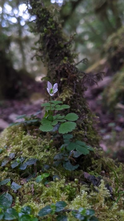 Dichocarpum adiantifolium, photographed by Cheng-Te Hsu