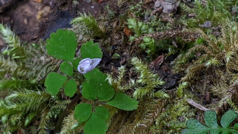 Dichocarpum adiantifolium, photographed by Cheng-Te Hsu