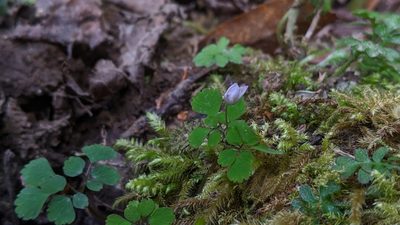 Dichocarpum adiantifolium, photographed by Cheng-Te Hsu