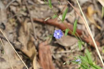Evolvulus alsinoides, photographed by Greg Tasney