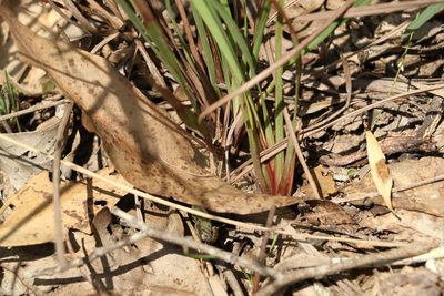 Dianella revoluta, photographed by Greg Tasney