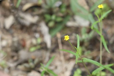 Eclipta platyglossa, photographed by Greg Tasney