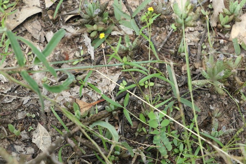Eclipta platyglossa, photographed by Greg Tasney