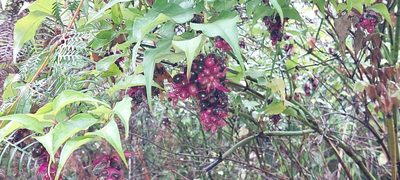 Leycesteria formosa, photographed by zizabeph
