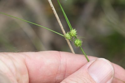 Carex inversa, photographed by Greg Tasney