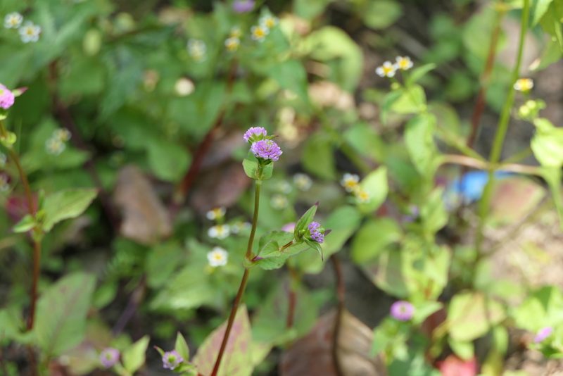Polygonum runcinatum, photographed by Dinesh Valke