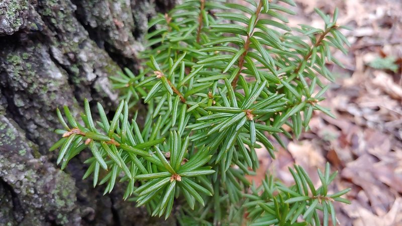 Taxus cuspidata, photographed by Ryan Sorrells