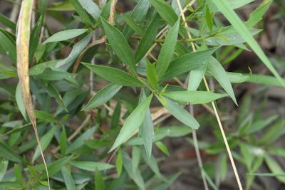 Myoporum acuminatum, photographed by Greg Tasney