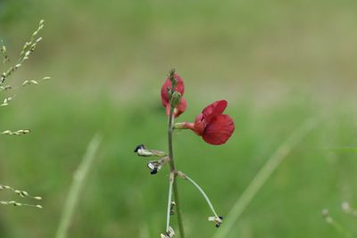 Macroptilium lathyroides, photographed by Greg Tasney