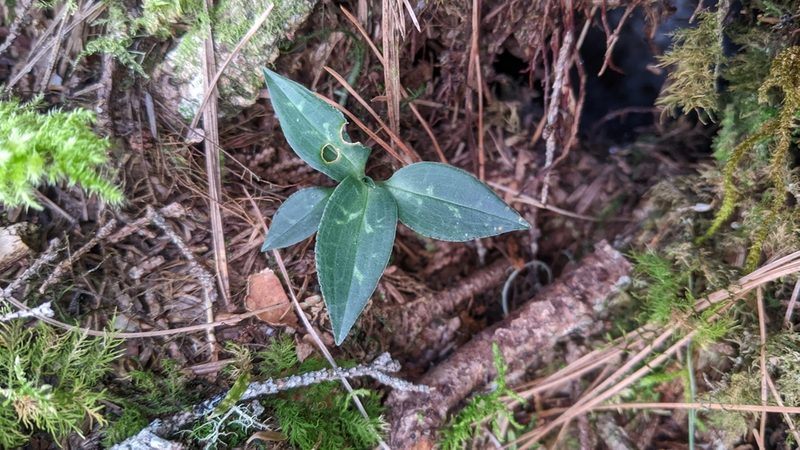Goodyera maculata, photographed by Cheng-Te Hsu