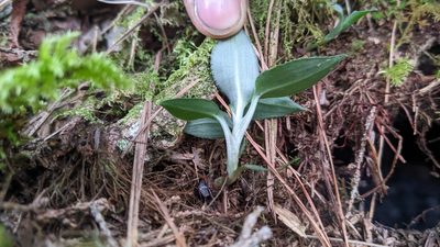 Goodyera maculata, photographed by Cheng-Te Hsu