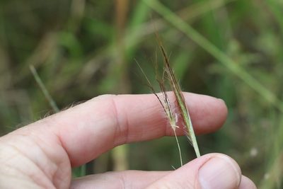 Dichanthium sericeum, photographed by Greg Tasney