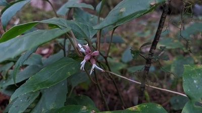 Pachysandra axillaris, photographed by Cheng-Te Hsu