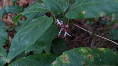 Pachysandra axillaris, photographed by Cheng-Te Hsu