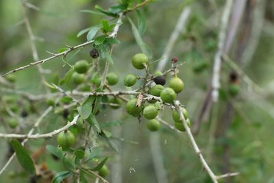 Pittosporum viscidum, photographed by Greg Tasney
