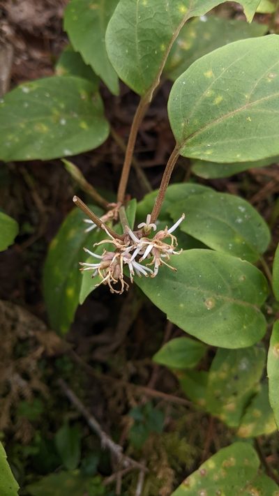 Pachysandra axillaris, photographed by Cheng-Te Hsu