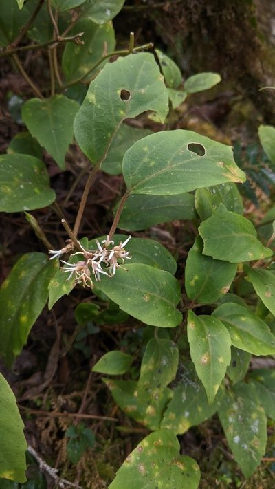 Pachysandra axillaris, photographed by Cheng-Te Hsu