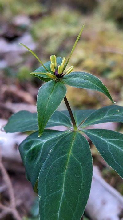 Paris lancifolia, photographed by Cheng-Te Hsu