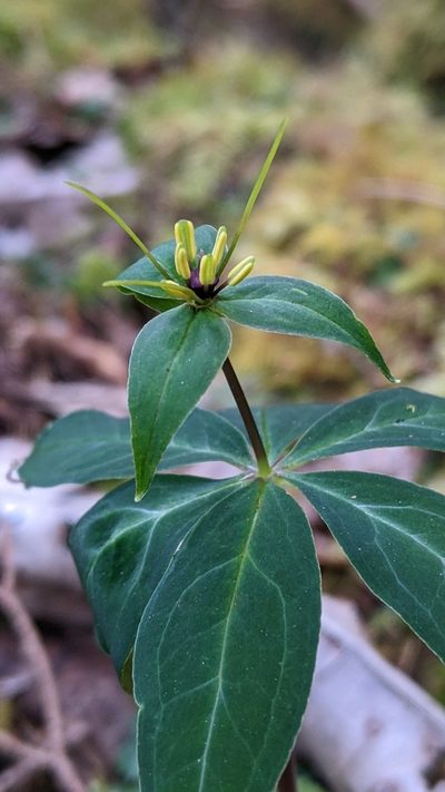 Paris lancifolia, photographed by Cheng-Te Hsu