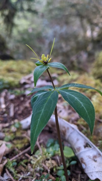 Paris lancifolia, photographed by Cheng-Te Hsu