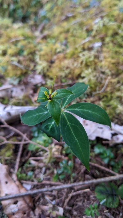 Paris lancifolia, photographed by Cheng-Te Hsu