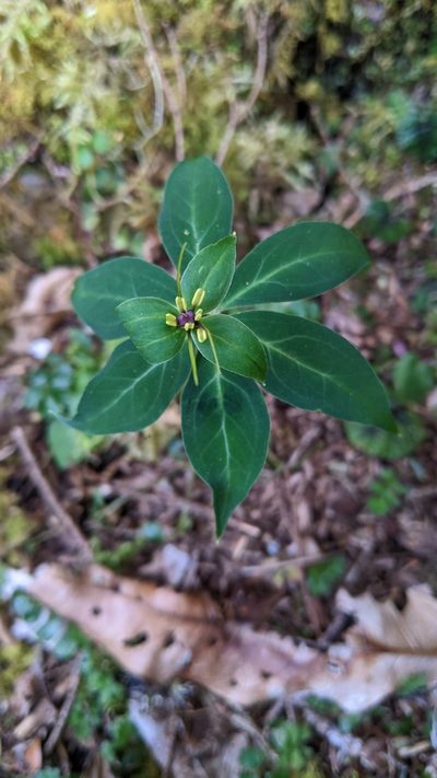 Paris lancifolia, photographed by Cheng-Te Hsu