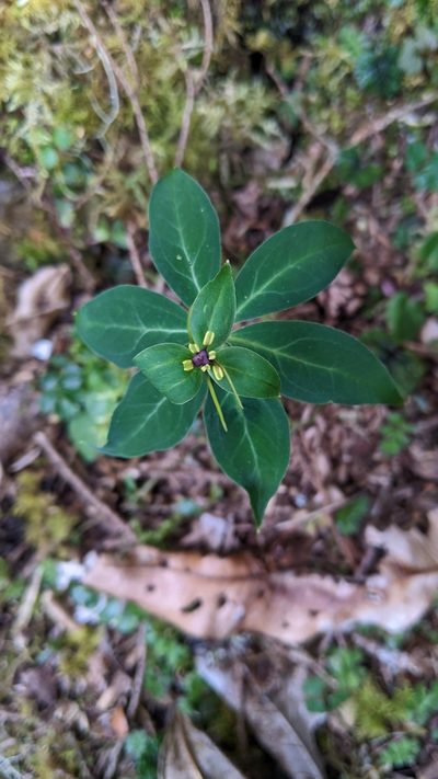 Paris lancifolia, photographed by Cheng-Te Hsu