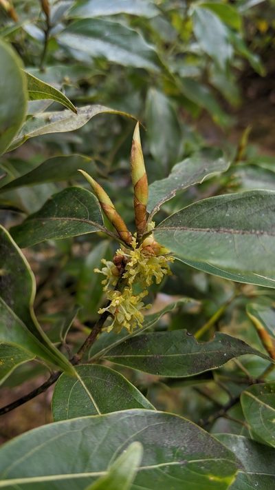 Neolitsea acuminatissima, photographed by Cheng-Te Hsu