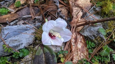 Rhododendron pseudochrysanthum, photographed by Cheng-Te Hsu