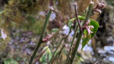 Pachysandra axillaris, photographed by Cheng-Te Hsu