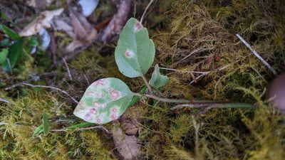 Pachysandra axillaris, photographed by Cheng-Te Hsu