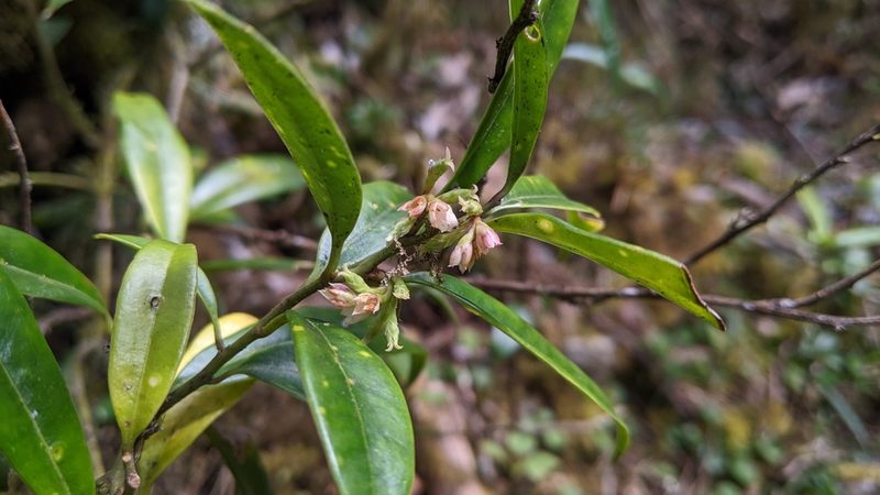 Sarcococca saligna, photographed by Cheng-Te Hsu