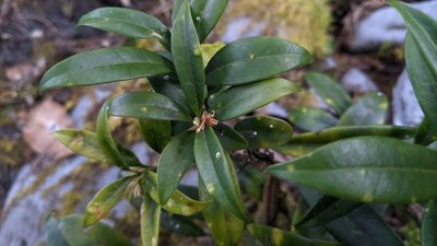 Sarcococca saligna, photographed by Cheng-Te Hsu
