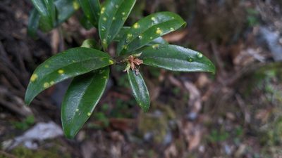 Sarcococca saligna, photographed by Cheng-Te Hsu