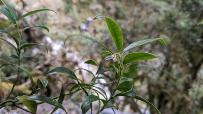 Sarcococca saligna, photographed by Cheng-Te Hsu