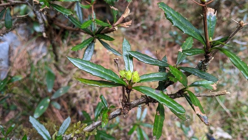 Berberis brevisepala, photographed by Cheng-Te Hsu