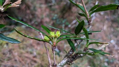 Berberis brevisepala, photographed by Cheng-Te Hsu