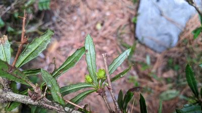 Berberis brevisepala, photographed by Cheng-Te Hsu
