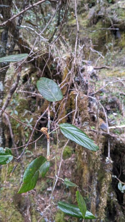 Rubus liui, photographed by Cheng-Te Hsu