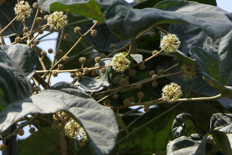 Brassaiopsis hainla, photographed by Dinesh Valke