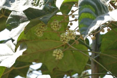 Brassaiopsis hainla, photographed by Dinesh Valke