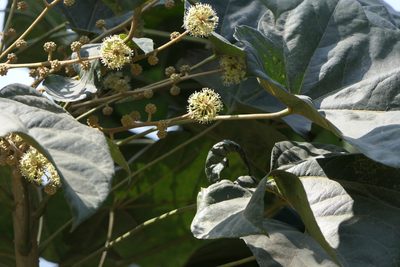Brassaiopsis hainla, photographed by Dinesh Valke