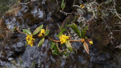 Berberis kawakamii, photographed by Cheng-Te Hsu